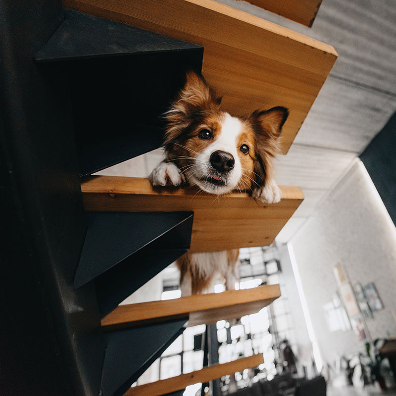 Mit einem Hundelift von Ellmers Treppenlift ist die Treppe kein Problem für Ihren besten Freund